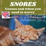 The cat snores: causes and when you need to worry