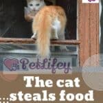 The cat steals food: why it does it and how to solve this issue