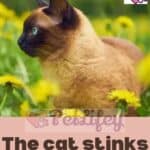 The cat stinks: the causes of bad feline smell