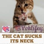 The-cat-sucks-its-neck-why-it-does-it-when-to-worry-and-how-to-make-it-stop-1a
