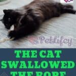 The-cat-swallowed-the-rope-what-to-do-1a