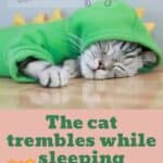 The cat trembles while sleeping: the causes