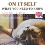 The cat turns on itself: what you need to know