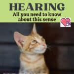 The-cats-hearing-all-you-need-to-know-about-this-sense-1a