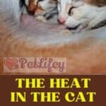 The heat in the cat: from the first cycle to pregnancy