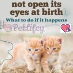 The kitten does not open its eyes at birth: what to do if it happens