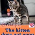 The-kitten-does-not-poop-causes-and-what-to-do-1a