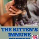 The kitten's immune system: practical tips to improve it