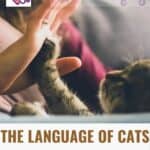 The language of cats: decoded, from sounds to gestures