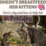 The mother cat doesn't breastfeed her kittens? Here's why and how to help her