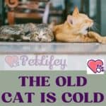 The old cat is cold: this is what needs to be done