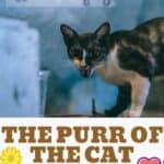 The-purr-of-the-cat-it-is-not-always-a-sign-of-pleasure-1a
