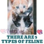 There are 5 types of feline personalities: which one does your cat belong to?
