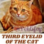 Third eyelid of the cat: what it is and when it becomes a problem