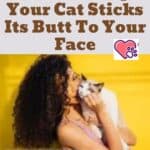 This Is Why Your Cat Sticks Its Butt To Your Face