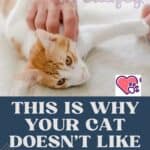 This is why your cat doesn't like to be petted