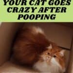 This is why your cat goes crazy after pooping