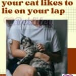 This is why your cat likes to lie on your lap