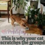 This is why your cat scratches the ground next to its bowl or its litter box