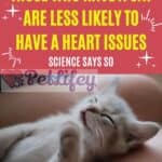 Those who have a cat are less likely to have a heart issues: science says so