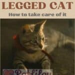 Three-legged-cat-how-to-take-care-of-it-1a