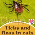 Ticks-and-fleas-in-cats-all-you-need-to-know-1a