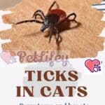 Ticks-in-cats-symptoms-and-how-to-remove-them-1a