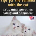 Tips for the summer with the cat: let's think about his safety and happiness