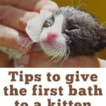 Tips to give the first bath to a kitten: when, how