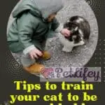 Tips to train your cat to be around babies