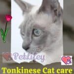 Tonkinese-Cat-care-from-grooming-to-body-hygiene-1a