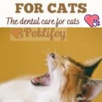 Toothpaste for cats: the dental care for cats