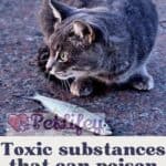 Toxic-substances-that-can-poison-the-cat-1a