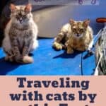 Traveling with cats by car this Easter