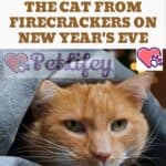 Tricks to protect the cat from firecrackers on New Year's Eve
