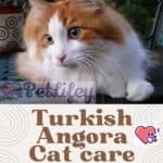 Turkish Angora Cat care: from hygiene to grooming tips
