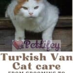 Turkish-Van-Cat-care-from-grooming-to-body-hygiene-1a