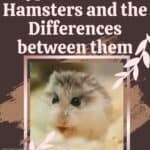 Types-of-Dwarf-Hamsters-and-the-Differences-between-them-1a