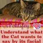 Understand-what-the-Cat-wants-to-say-by-its-facial-expressions-1a