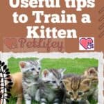 Useful tips to Train a Kitten