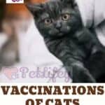 Vaccinations of cats: what they fight and how often to get them