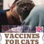 Vaccines for cats: the necessary ones, the optional ones, times and costs