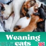 Weaning cats: some answers come from a research