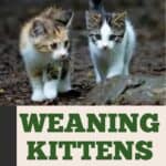 Weaning kittens: tips