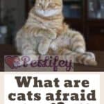 What are cats afraid of?