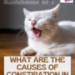 What are the causes of constipation in cats?