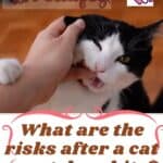 What are the risks after a cat scratch or bite?