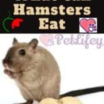 What can Hamsters Eat