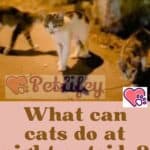 What-can-cats-do-at-night-outside-1a