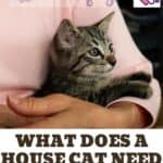 What does a house cat need to be happy?